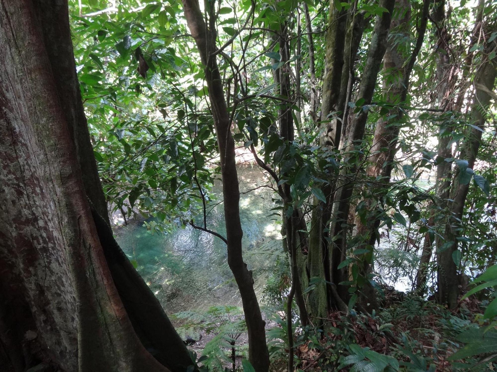 3 Rivers Eco Lodge Rosalie 외부 사진